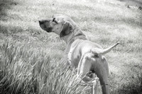 Bullet