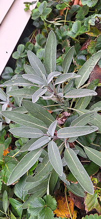 Sage