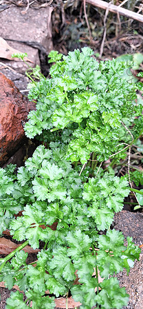 Parsley, Curly leaf
