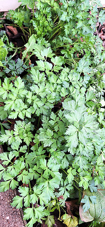 Parsley, flat leaf