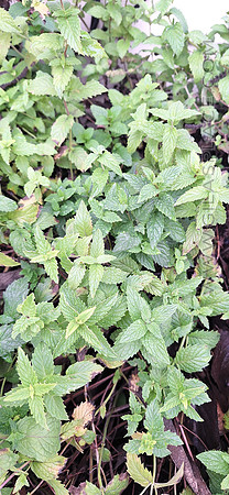 Spearmint