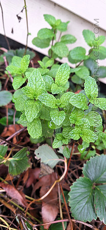 Sweet Mint