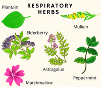 Info | Herbs