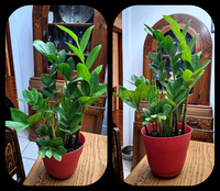 Plants