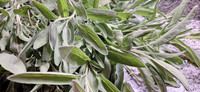Herbs