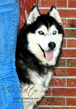 Husky
