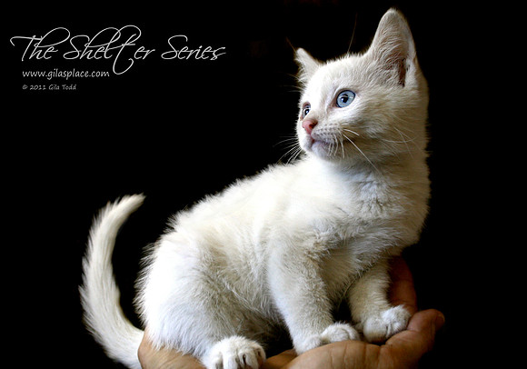 White Kitty