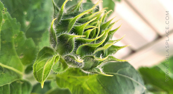 Sunflower bud