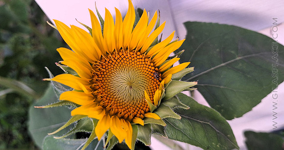 Sunflower with a bug