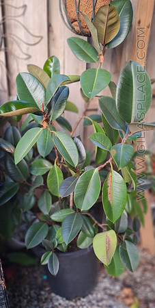 Rubber Tree