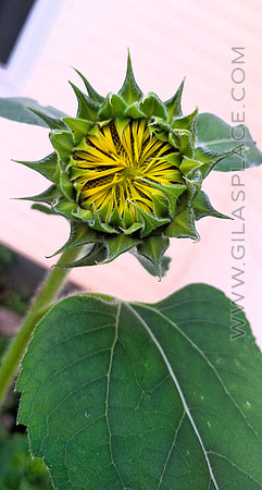Sunflower, beginning to open