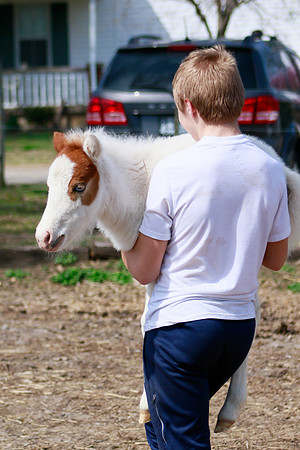 On the Farm RHF-1911190406