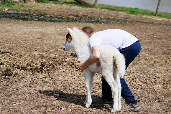 On the Farm RHF-1925190406