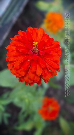 Orange Zinnia