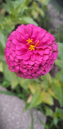 Pink Zinnia