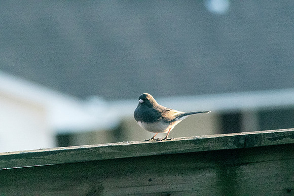 Birds-0827