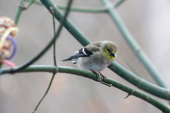 Birds-0837