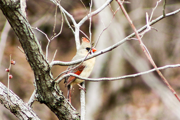 Birds-0876
