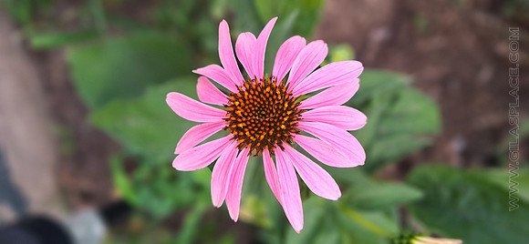 Echinacea
