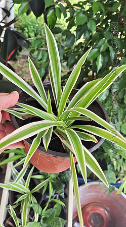 Spider Plant