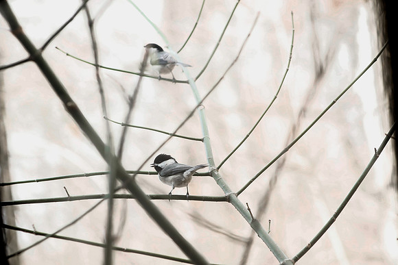 Birds-0258190313