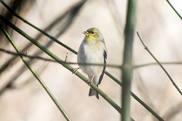 Birds-0664190318