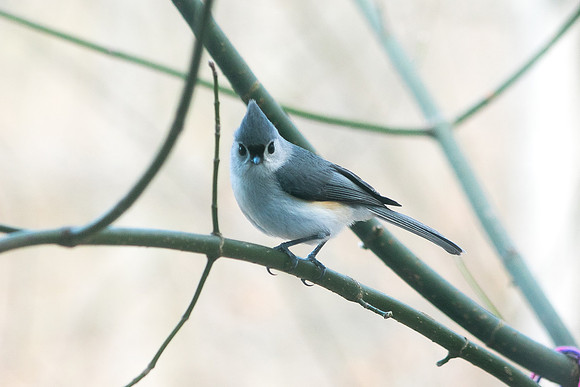 Birds-0718190318