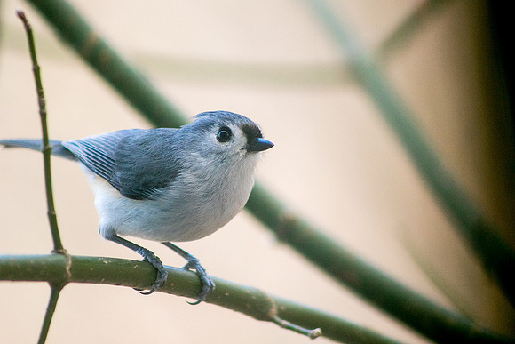 Birds-0725190318