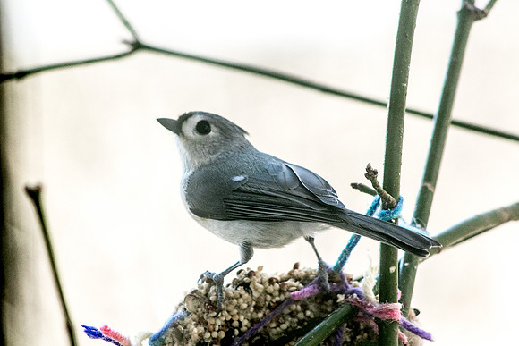 Birds-0797190318