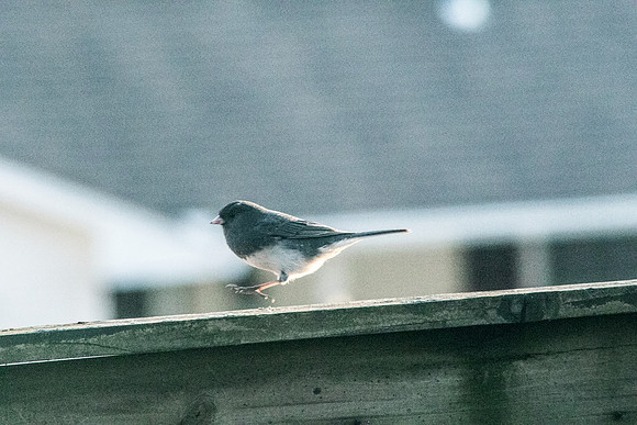 Birds-0828190318