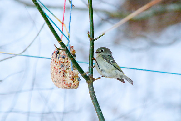 Finch-0071