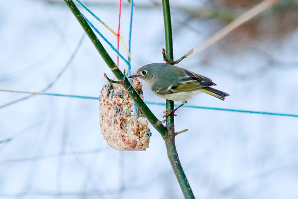 Finch-0086