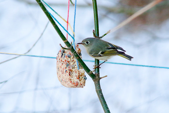 Finch-0087