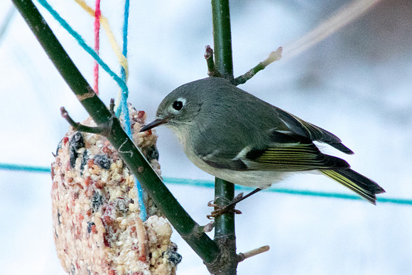 Finch-0090