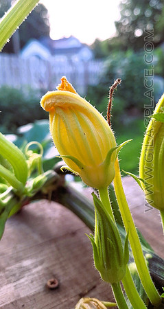 Luffa Bloom
