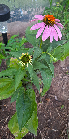 Echinacea