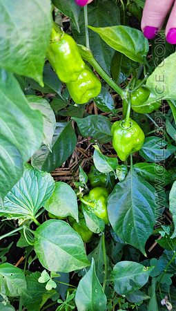 Habanero Pepper