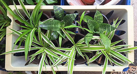 Spider plants and Mother in Law Tongues