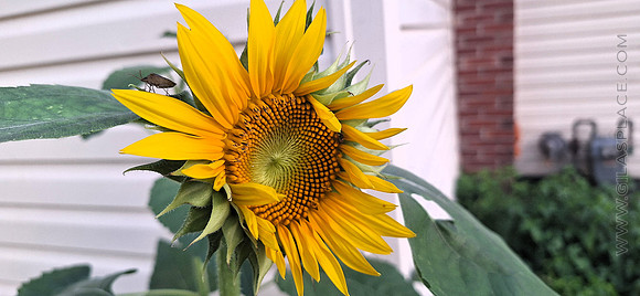 Sunflower, no fully opened