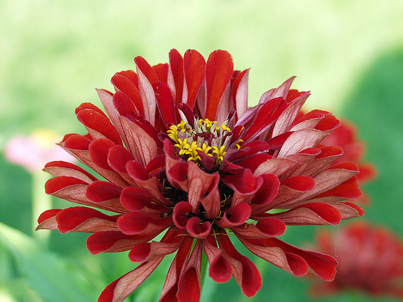 P8010002-redzinnia.jpg