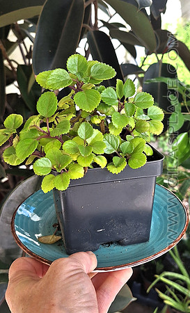 Swedish Ivy