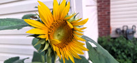 Sunflower, no fully opened