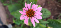 Echinacea