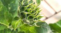 Sunflower bud