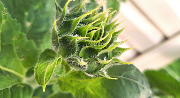 Sunflower bud